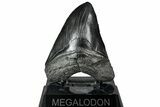 Serrated, Fossil Megalodon Tooth - South Carolina #321313-2